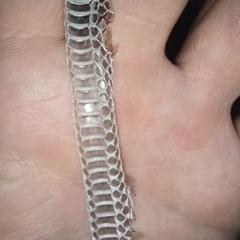 Serpentes