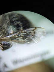 Anthophora terminalis