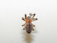 Alpaida veniliae