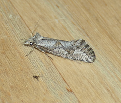 Acrolophus variabilis