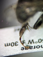 Anthophora terminalis