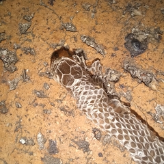 Serpentes