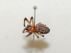 Alpaida veniliae