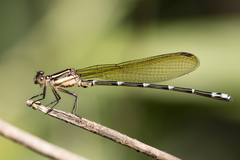 Argia oculata