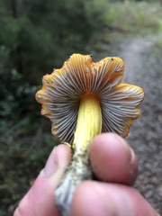 Hygrocybe singeri