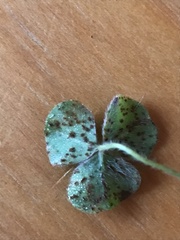 Uromyces trifolii-repentis