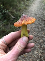Hygrocybe singeri