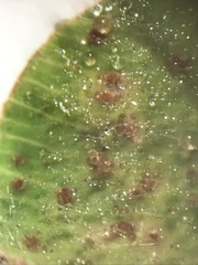 Uromyces trifolii-repentis