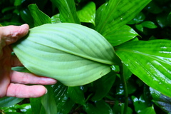 Costus dirzoi