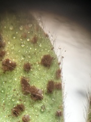 Uromyces trifolii-repentis