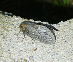 Gloveria arizonensis