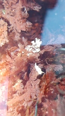 Aegires albopunctatus