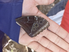 Morpho