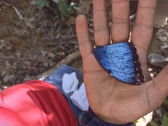 Morpho