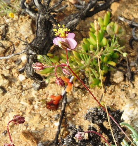 Kewa salsoloides (Kewa salsoloides)