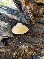 Simocybe serrulata