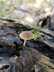 Simocybe serrulata