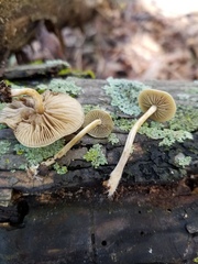 Simocybe serrulata