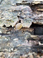 Simocybe serrulata