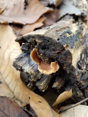 Lentinellus subaustralis