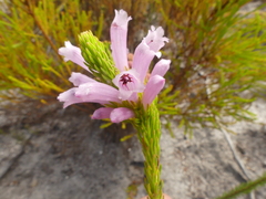 Erica viscaria