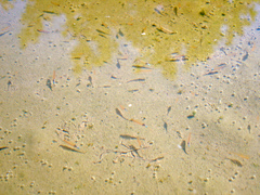 Branchipus