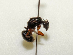 Camponotus rufipes