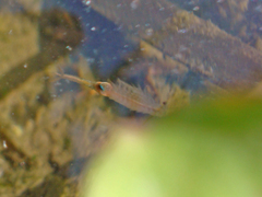Branchipus