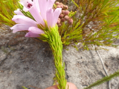Erica viscaria