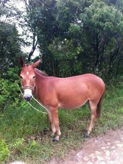 Equus asinus × caballus