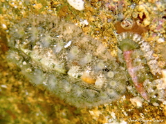 Acanthochitona fascicularis