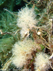 Amphiroa