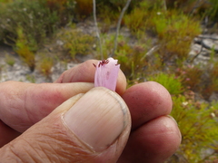 Erica viscaria