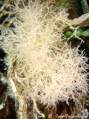 Amphiroa