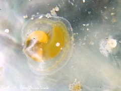 Heteranomia squamula