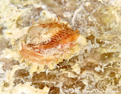 Pseudochama gryphina