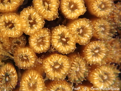 Cladocora caespitosa