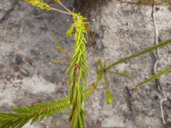 Erica viscaria