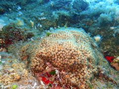 Cladocora caespitosa