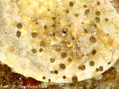 Cliona viridis