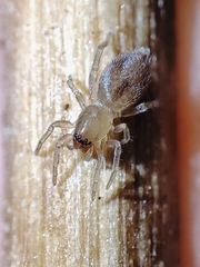 Porrhoclubiona leucaspis