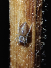 Porrhoclubiona leucaspis