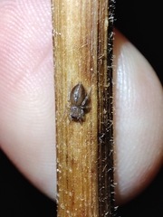 Porrhoclubiona leucaspis