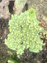 Xanthomendoza ulophyllodes