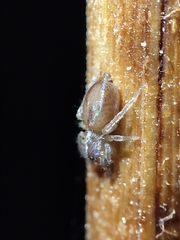 Porrhoclubiona leucaspis