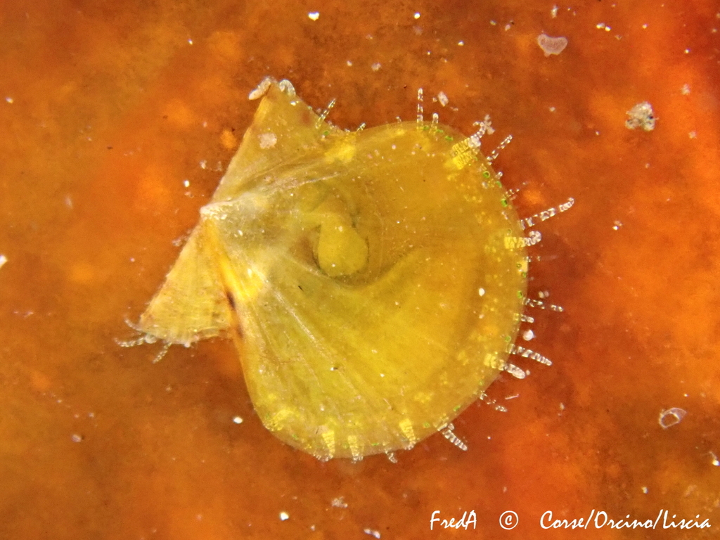 hyaline scallop