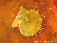 Flexopecten hyalinus