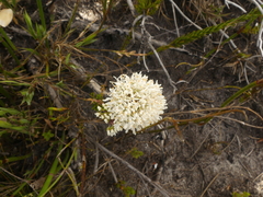 Agathosma bifida