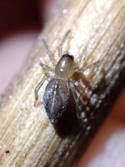 Porrhoclubiona leucaspis