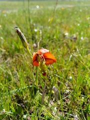 Gladiolus alatus